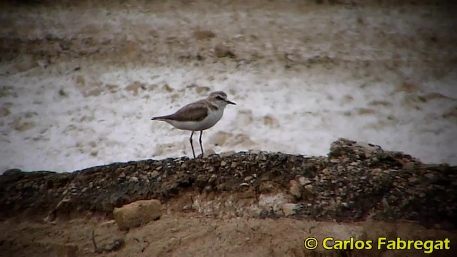 Kentish Plover (Kentish) - ML201858141