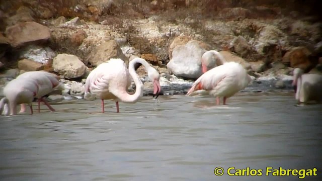Greater Flamingo - ML201858151