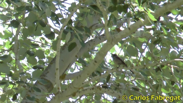 Long-tailed Tit - ML201858161