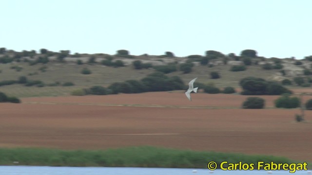 Gull-billed Tern - ML201858211