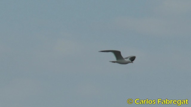 Yellow-legged Gull (michahellis) - ML201858221