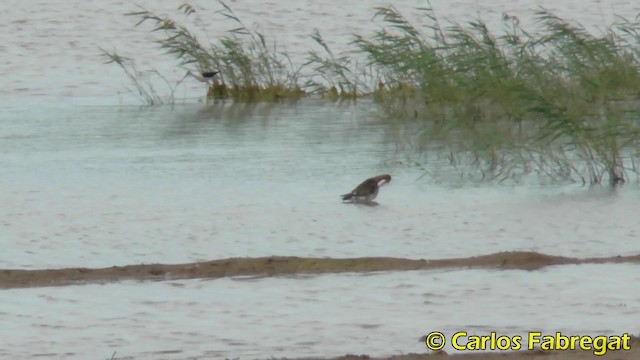 břehouš černoocasý (ssp. limosa) - ML201858231