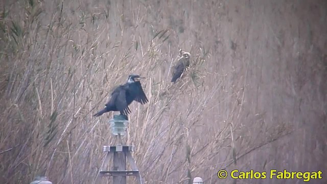 Great Cormorant (Eurasian) - ML201858251