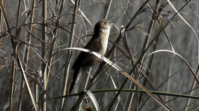 Savi's Warbler - ML201858321