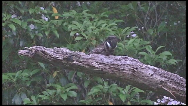 Chotacabras Cuerporruín Norteño - ML201858351