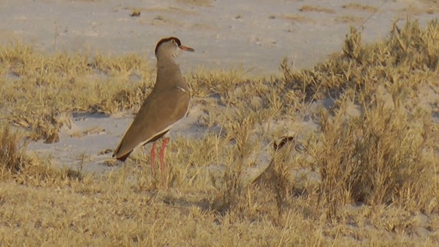 Crowned Lapwing - ML201858431