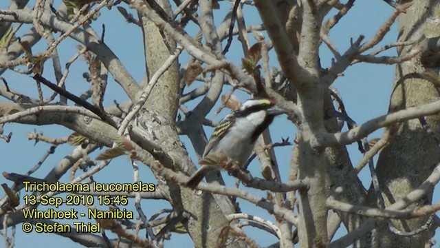 Pied Barbet - ML201858441