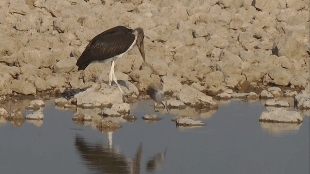 Marabou Stork - ML201858461