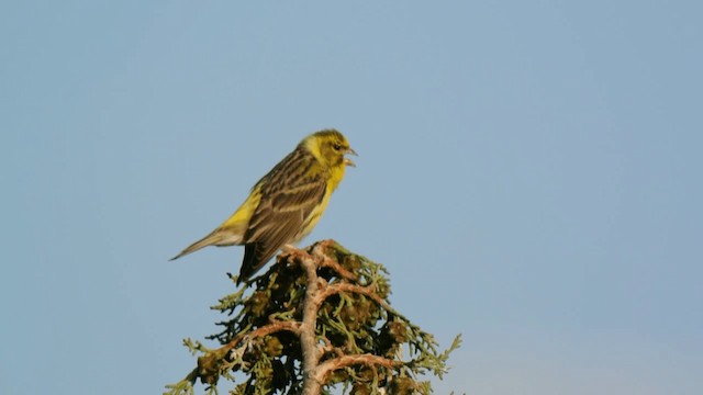 European Serin - ML201858491