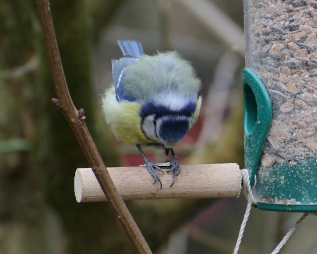 Eurasian Blue Tit - ML201858541