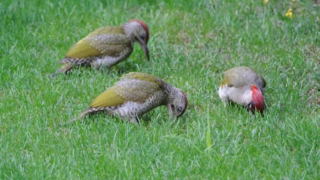 Eurasian Green Woodpecker - ML201858551