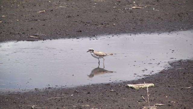 Black-fronted Dotterel - ML201859481