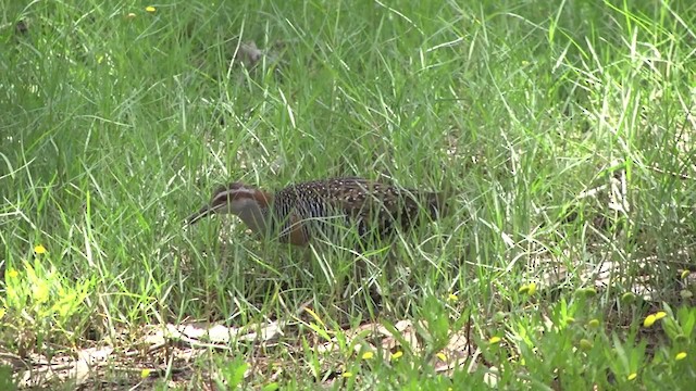 Buff-banded Rail - ML201859501