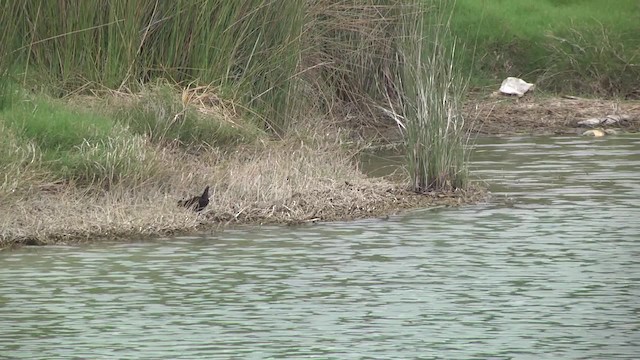 Südsee-Sumpfhuhn - ML201859511