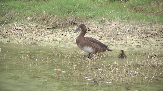 Murgilari australiarra - ML201859521