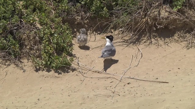 Great Crested Tern - ML201859591