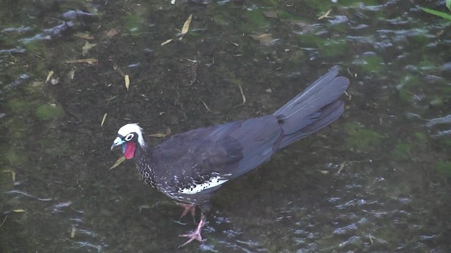 Black-fronted Piping-Guan - ML201859601