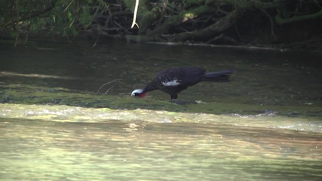 Black-fronted Piping-Guan - ML201859611