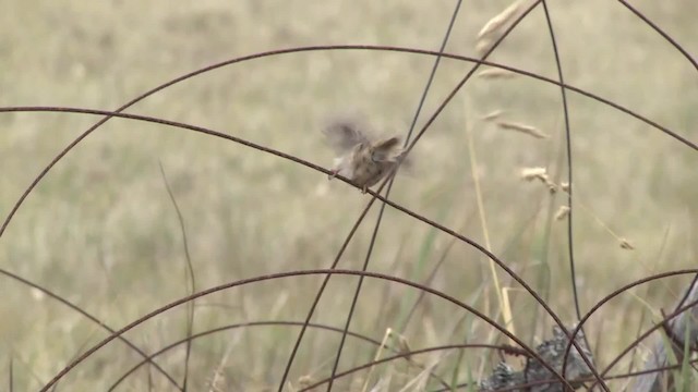 Cucarachero Sabanero (hornensis/falklandicus) - ML201859631