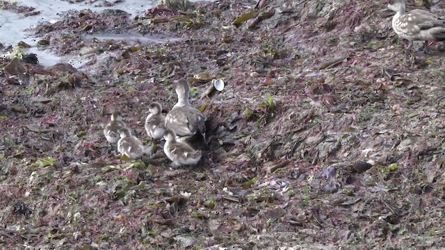 Crested Duck - ML201859641