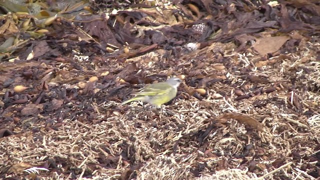 White-bridled Finch (Falkland) - ML201859701