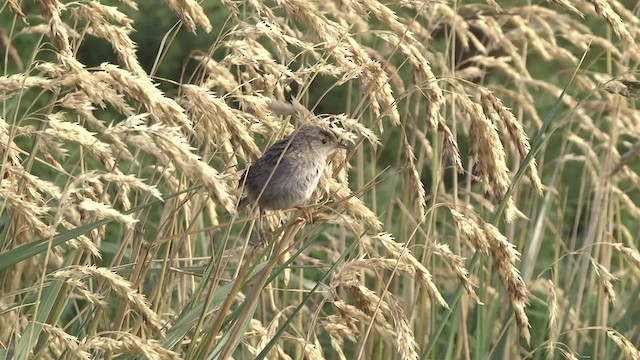 Grass Wren (Austral) - ML201859751