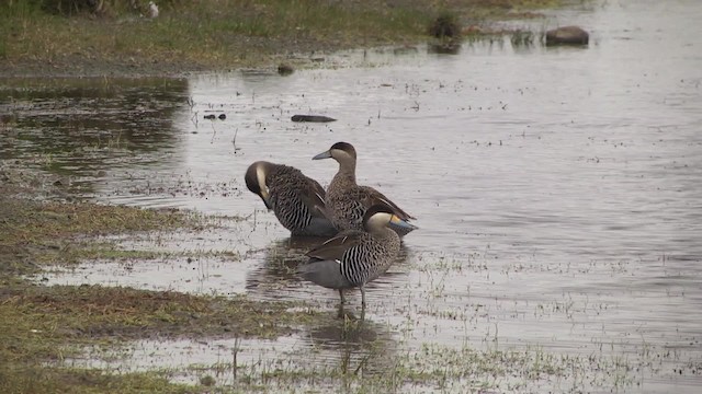 Silver Teal - ML201859801