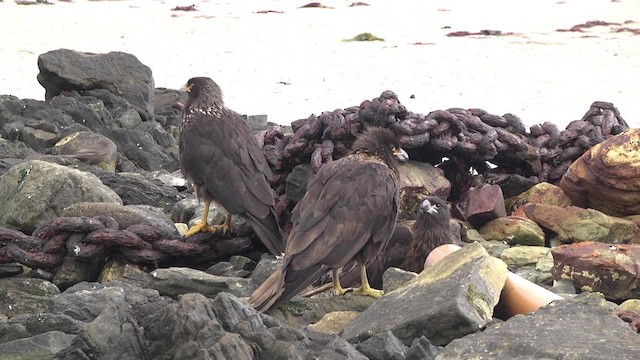 Caracara Austral - ML201859811