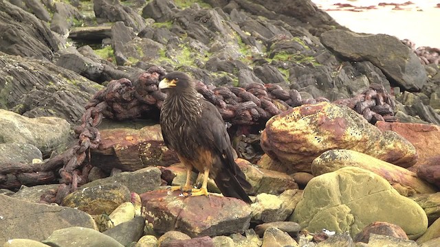 Caracara austral - ML201859821