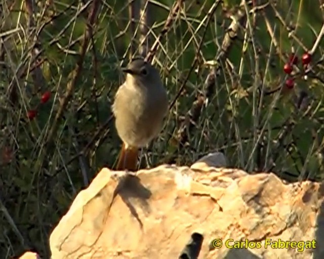 Colirrojo Tizón (gibraltariensis/aterrimus) - ML201860041