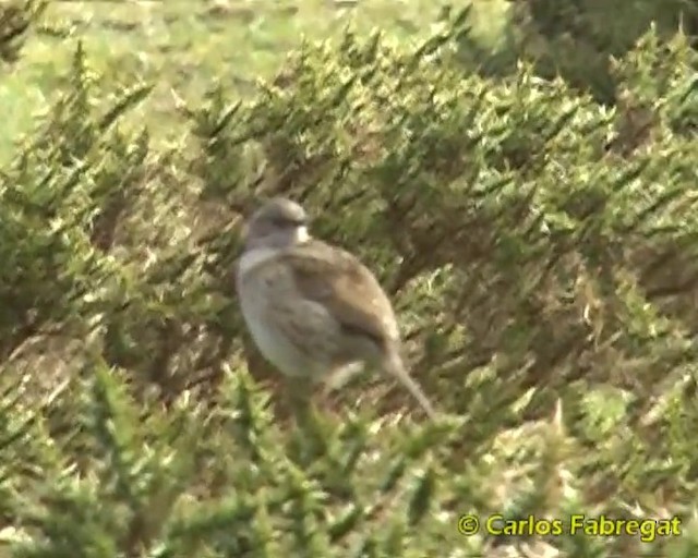 Dunnock - ML201860071