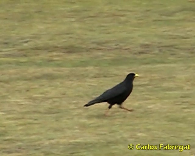 Yellow-billed Chough - ML201860091