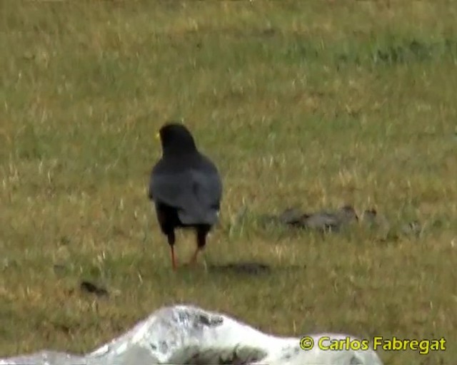 Yellow-billed Chough - ML201860101