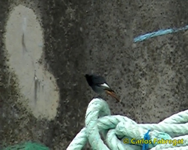 Colirrojo Tizón (gibraltariensis/aterrimus) - ML201860161