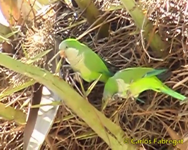 Monk Parakeet (Monk) - ML201860281