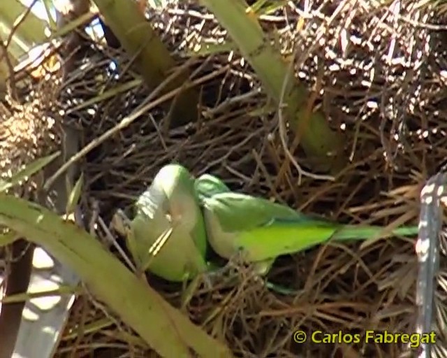 Monk Parakeet (Monk) - ML201860291