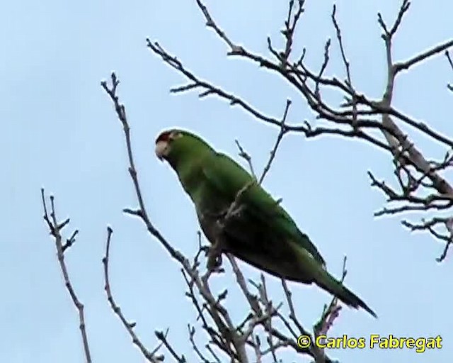 Scarlet-fronted/Cordilleran Parakeet - ML201860311