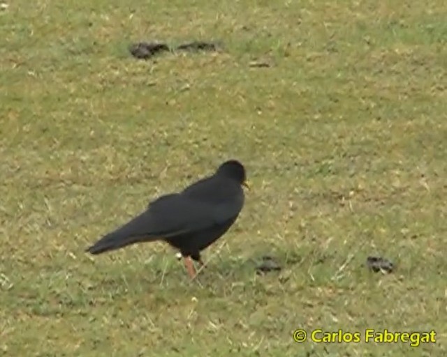 Yellow-billed Chough - ML201860411