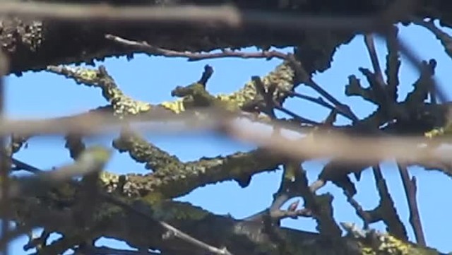 Goldcrest (European) - ML201861751