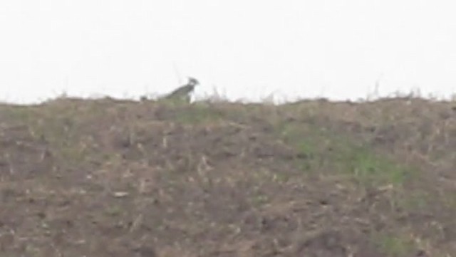 Northern Lapwing - ML201861991