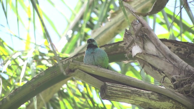 Green-headed Tanager - ML201862111