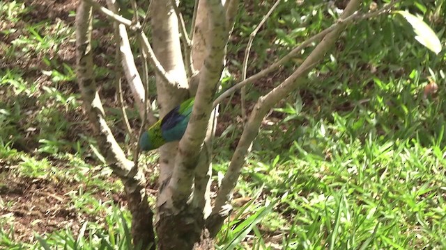 Green-headed Tanager - ML201862121