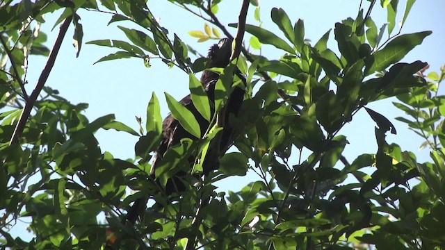 Smooth-billed Ani - ML201862141