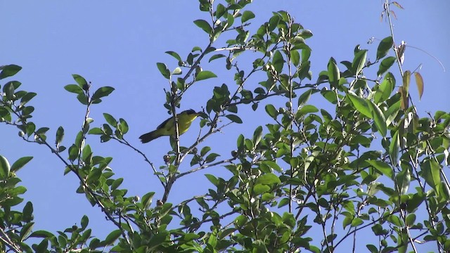 Southern Yellowthroat - ML201862161