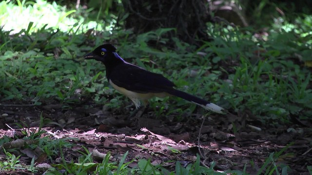 plysjskrike - ML201862171