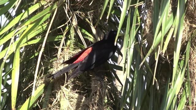 Red-rumped Cacique - ML201862191