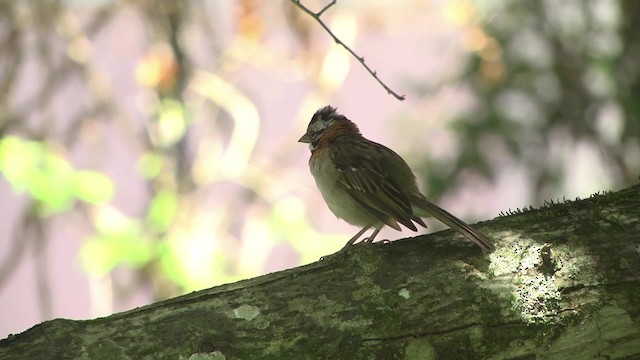 アカエリシトド（capensis グループ） - ML201862211