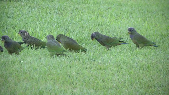 アケボノインコモドキ - ML201862221