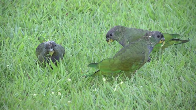 アケボノインコモドキ - ML201862241