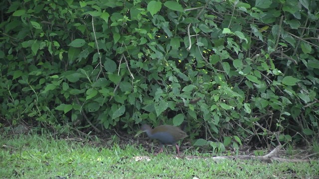 Slaty-breasted Wood-Rail - ML201862261